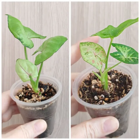 Сингониумы для продажи - Хобби и отдых в Заречный