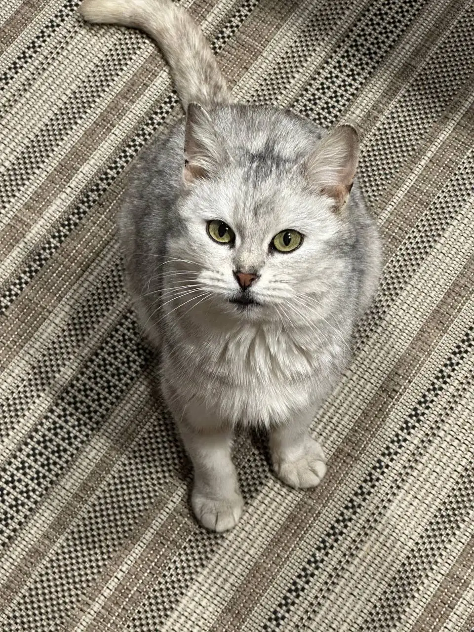 Кошка Феня ищет новый дом - Кошки (Животные) в Заречный