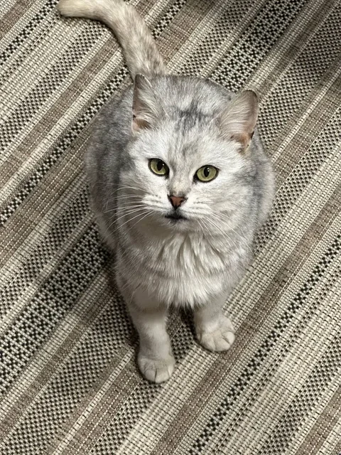 Кошка Феня ищет новый дом - частное объявление в Заречный