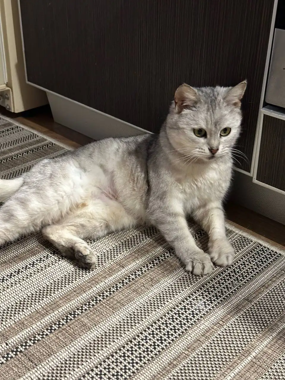 Кошка Феня ищет новый дом - Кошки (Животные) в Заречный