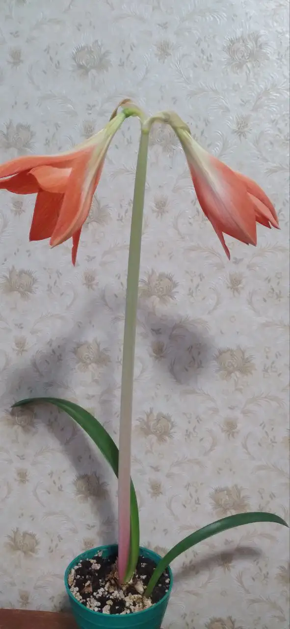 Продажа цветущего гиппеаструма - Растения (Хобби и отдых) в Заречный