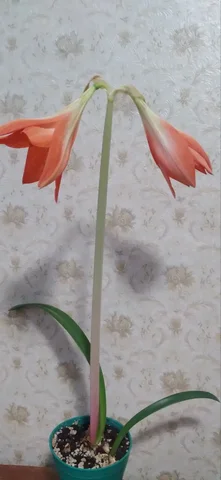 Продажа цветущего гиппеаструма - Растения/Сад в Заречный