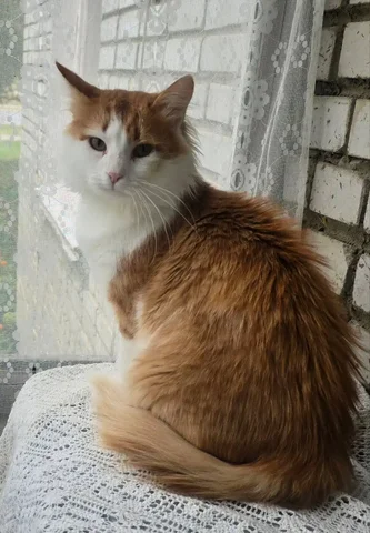 Кот Бонифаций ищет семью - Корм для животных в Заречный