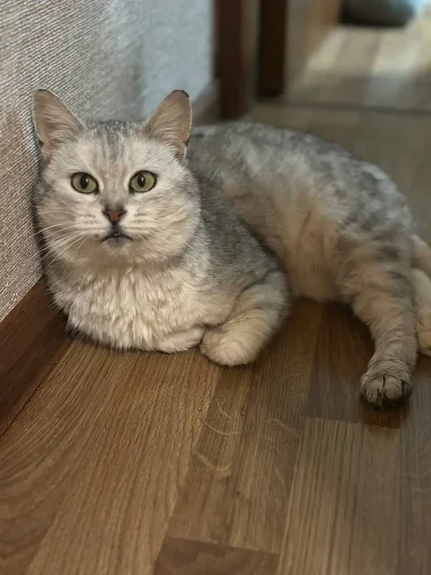 Кошка Феня ищет дом - частное объявление в Заречный