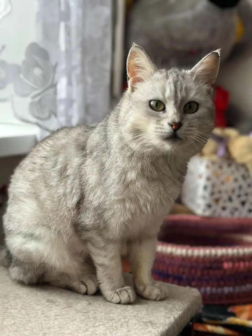 Кошка Феня ищет дом - Кошки (Животные) в Заречный