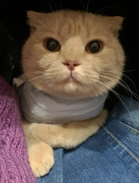 Кошка 4 года ищет хозяев - частное объявление в Заречный