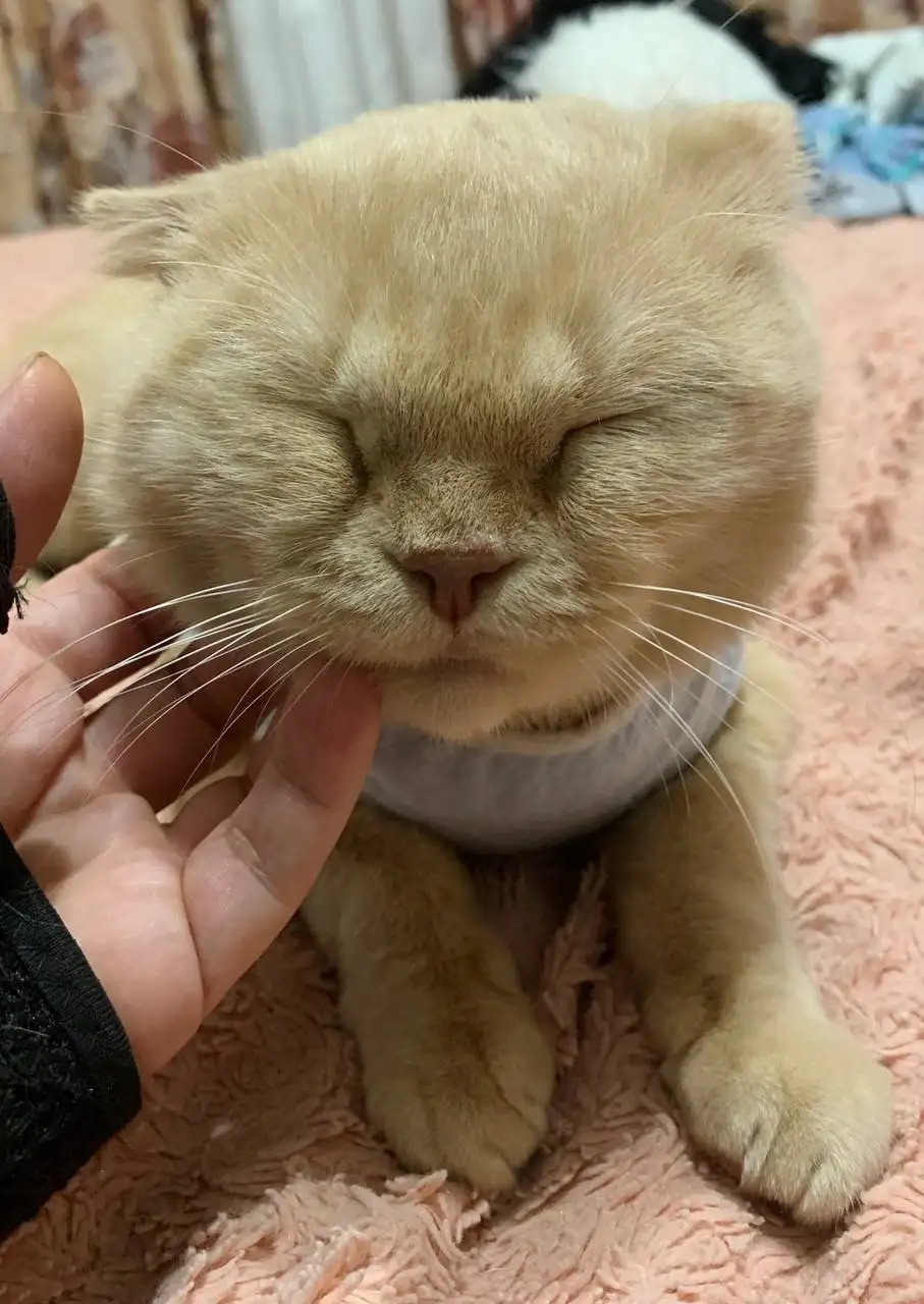 Кошка 4 года ищет хозяев - Кошки (Животные) в Заречный