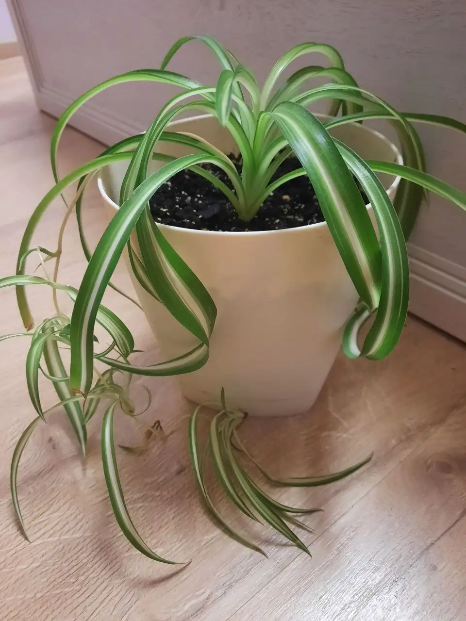 Хлорофитум кудрявый - Растения (Барахолка) в Заречный