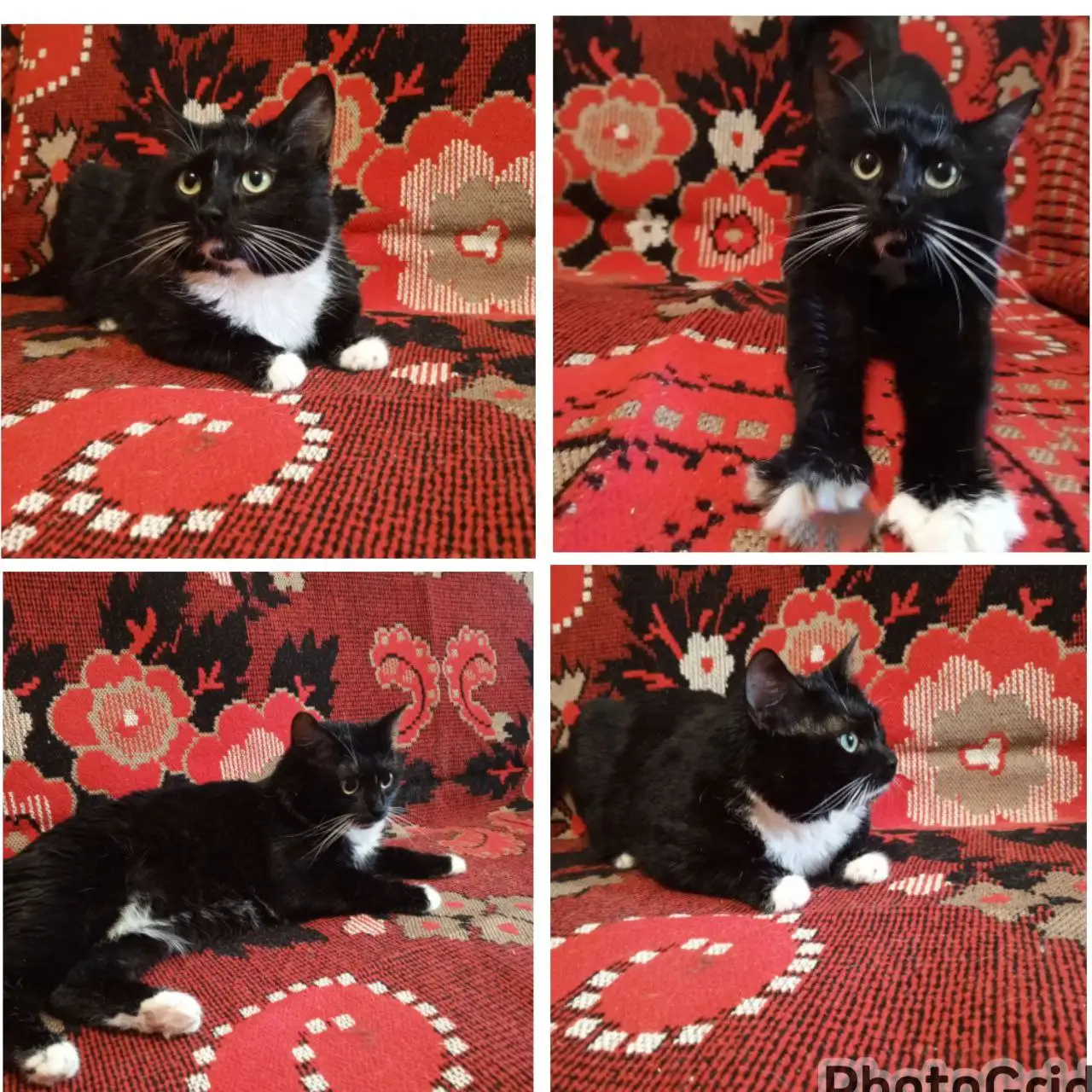 Кошка Луна черно-белого окраса - Кошки (Животные) в Заречный