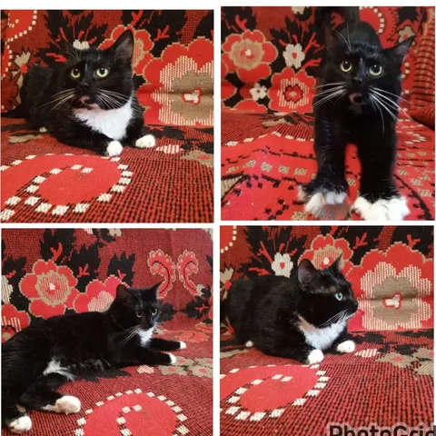 Кошка Луна черно-белого окраса - Потерянные/найденные в Заречный