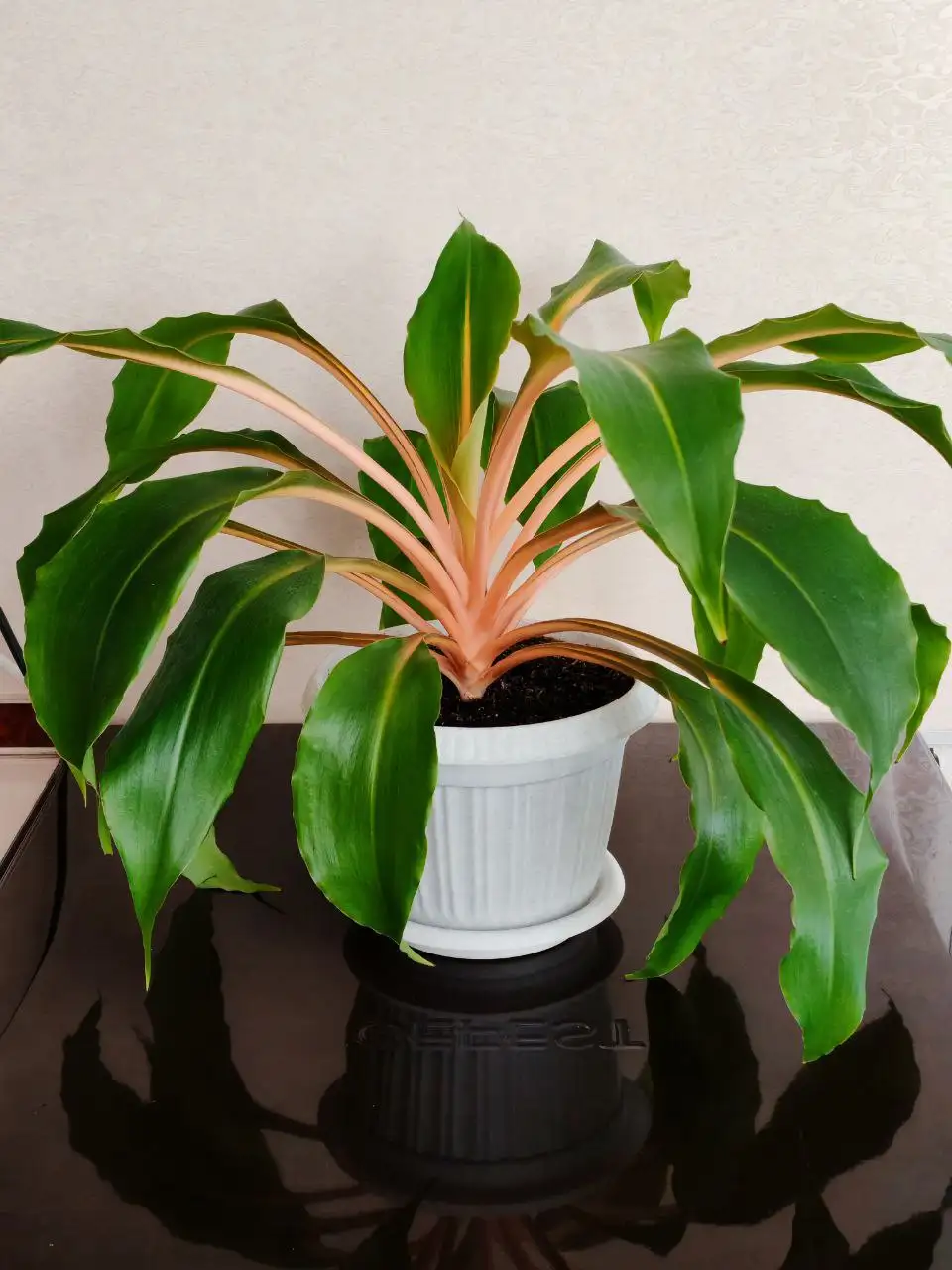 Хлорофитум Грин оранж для продажи - Растения (Хобби и отдых) в Пенза