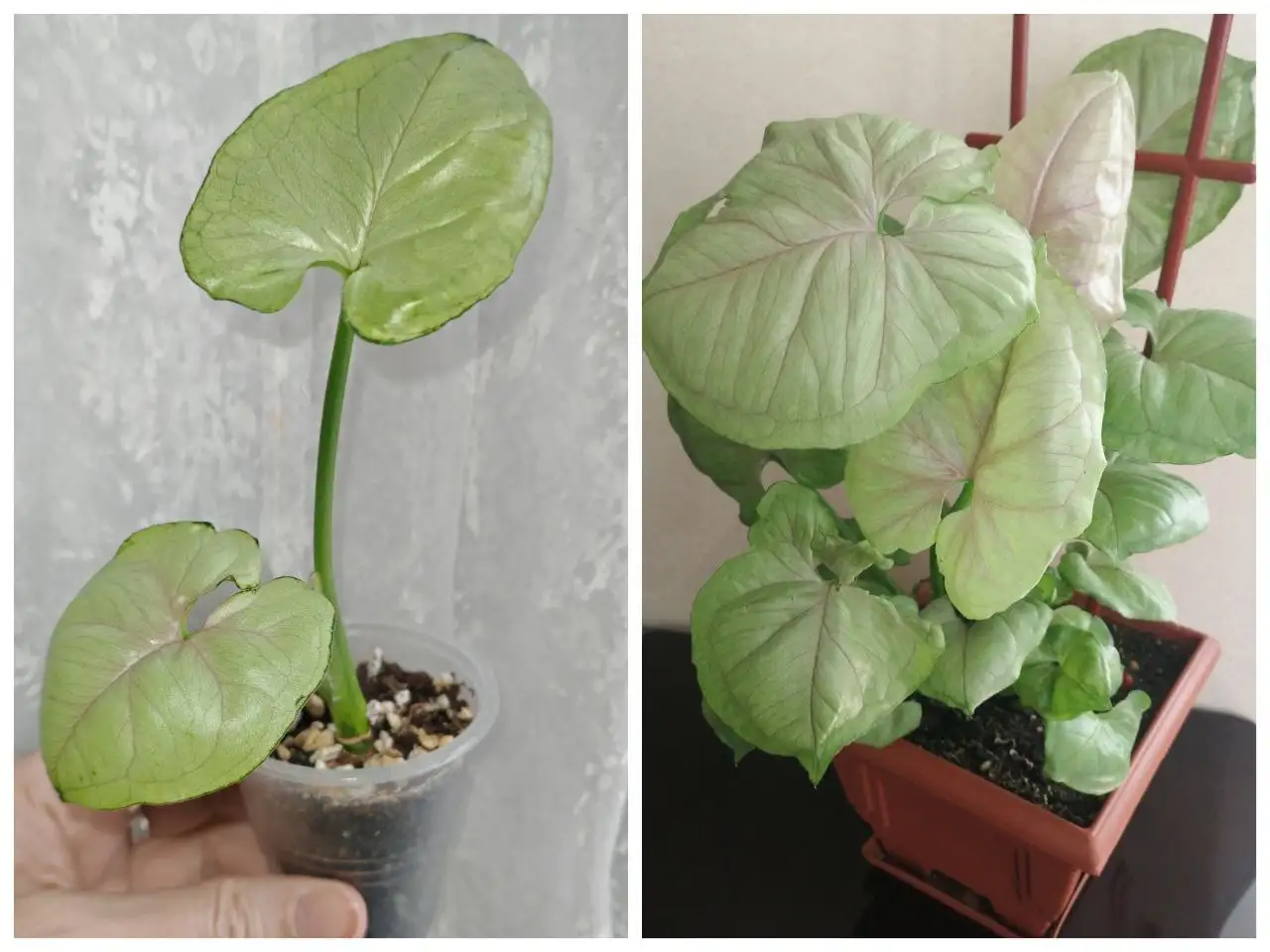 Сингониум - Растения (Барахолка) в Заречный