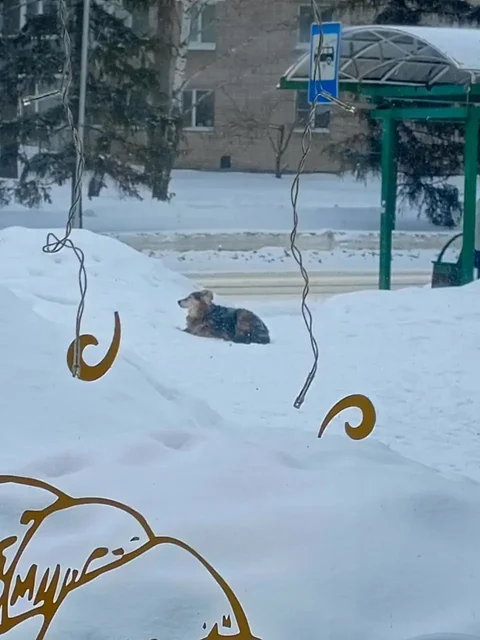 Найдена собака у магазина Пятёрочка в Заречном - частное объявление в Заречный