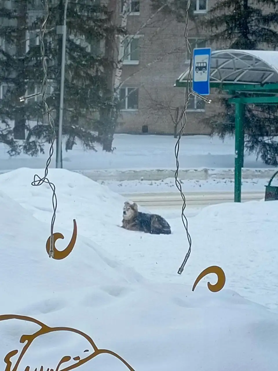 Найдена собака у магазина Пятёрочка в Заречном - Потерянные/найденные (Животные) в Заречный