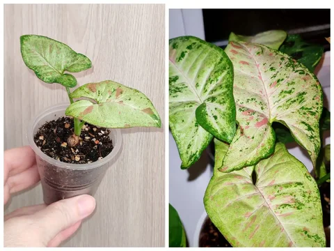 Сингониум триколор - частное объявление в Заречный