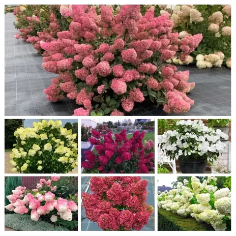 Гортензии и другие растения для сада - Бытовая техника в Пенза