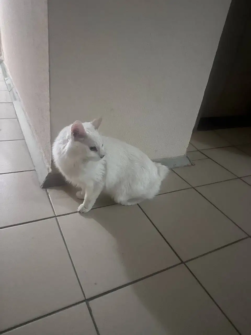 Кошка белая с купированным хвостом - Кошки (Животные) в Заречный