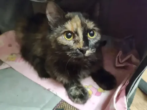 Ищет дом шоколадная кошка - частное объявление в Заречный