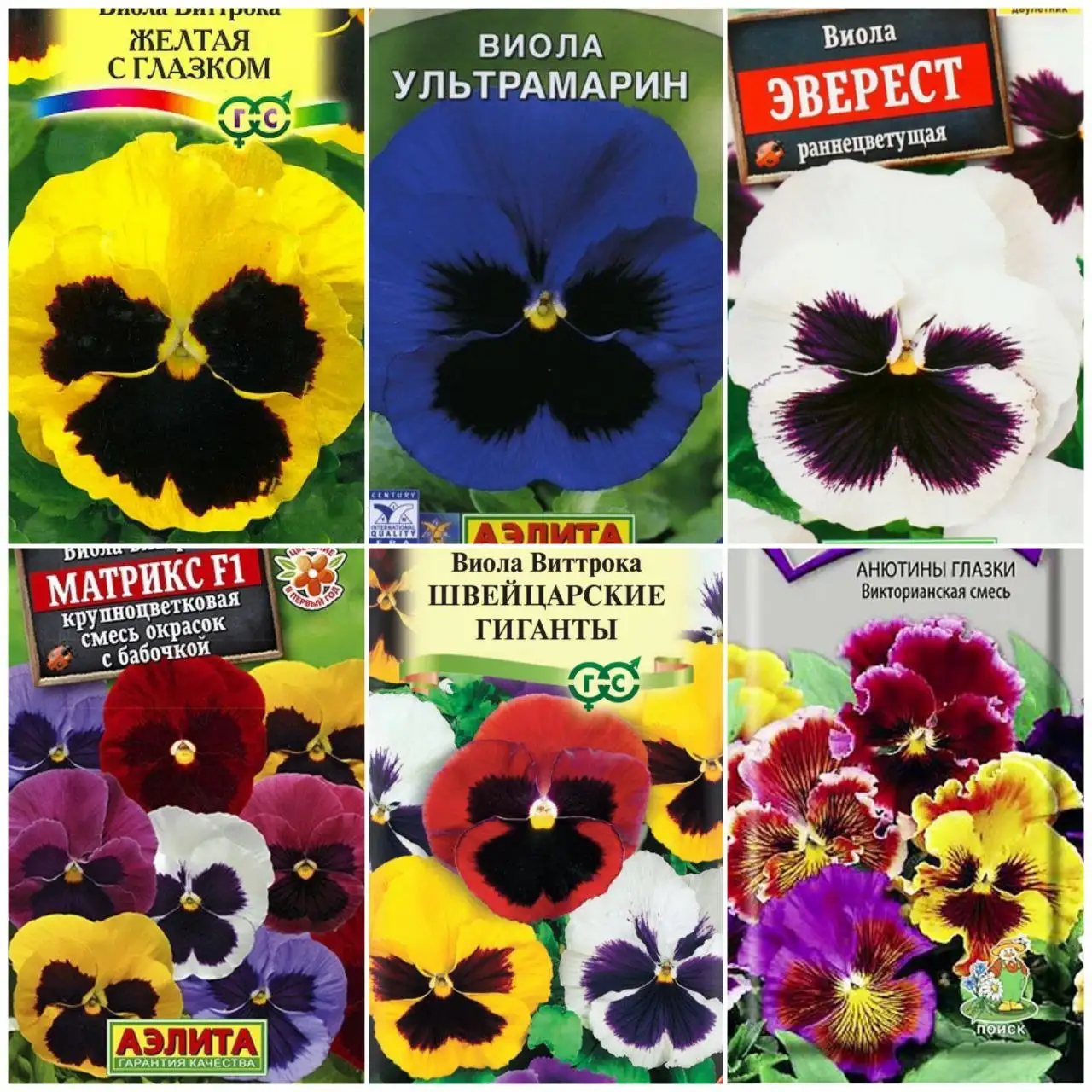 Рассада виолы - Растения (Хобби и отдых) в Заречный