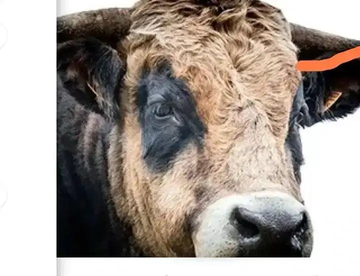 Продажа бычков и телочек - Сельскохозяйственные животные (Животные) в Заречный