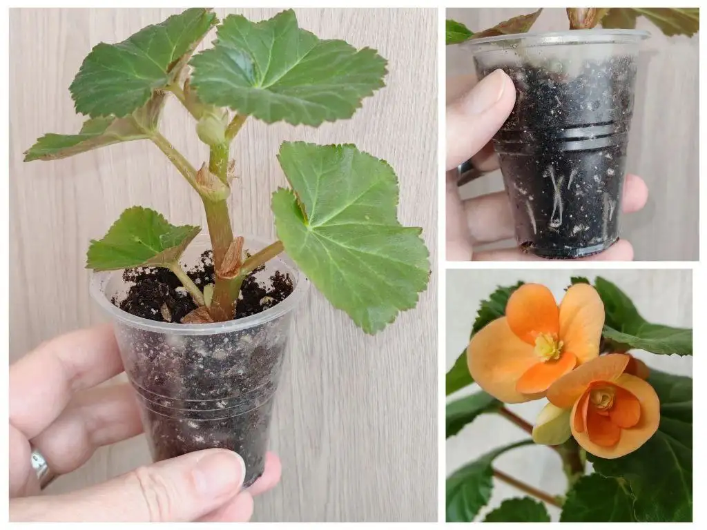 Бегония элатиор - Комнатные растения (Хобби и отдых) в Заречный