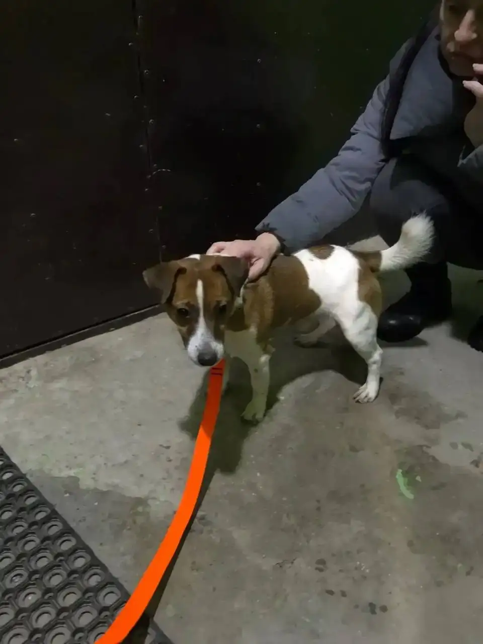 Потерянный кобель на передержке - Собаки (Животные) в Заречный