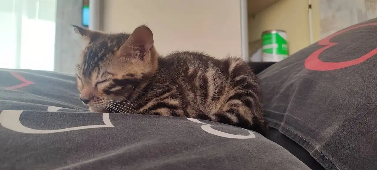 Отдам бенгальскую кошечку - Кошки (Животные) в Заречный