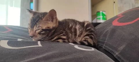 Отдам бенгальскую кошечку - частное объявление в Заречный