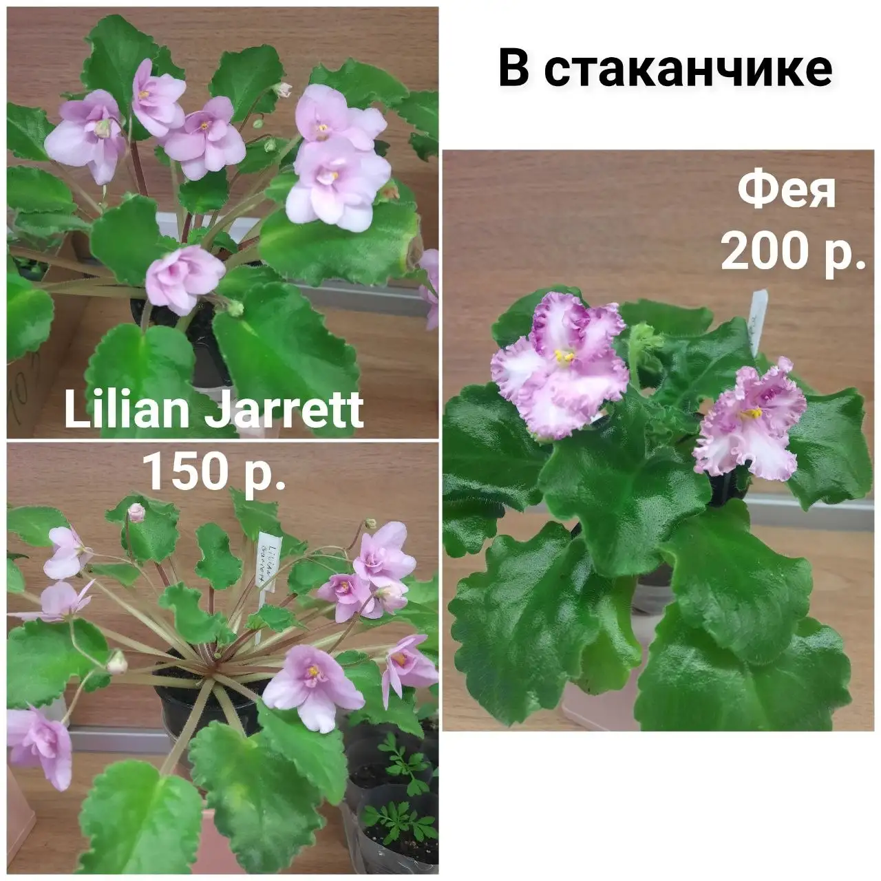 Фиалки цветущие в стаканчиках - Растения (Хобби и отдых) в Заречный