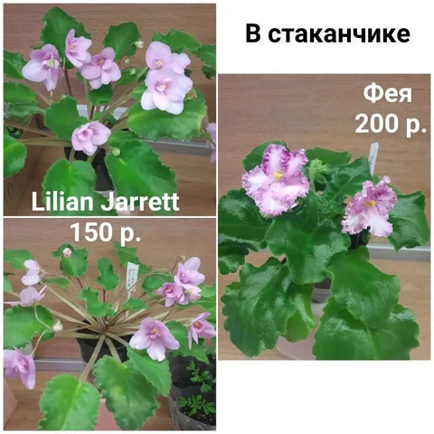 Фиалки цветущие в стаканчиках - Сад и огород в Заречный