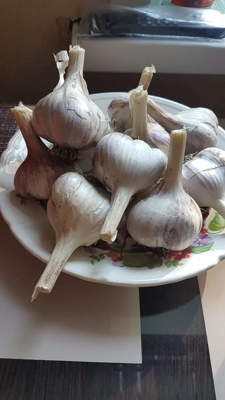 Продажа чеснока 1 кг - Продукты питания (Барахолка) в Заречный