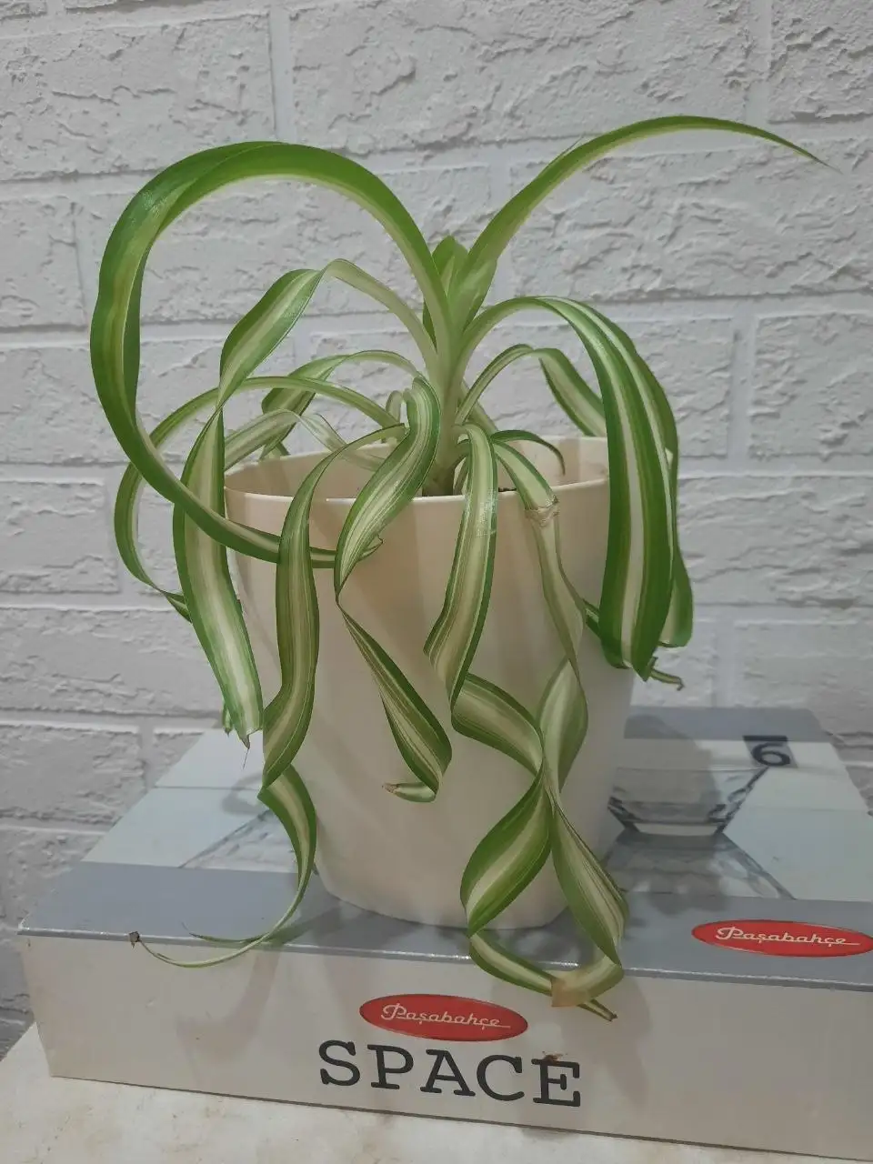 Хлорофитум кудрявый - Растения (Хобби и отдых) в Заречный