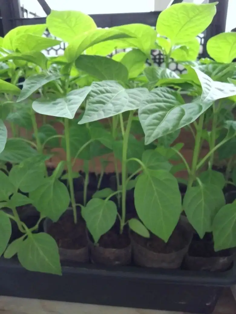 Продажа перца сладкого красного и гогошары - Барахолка в Заречный