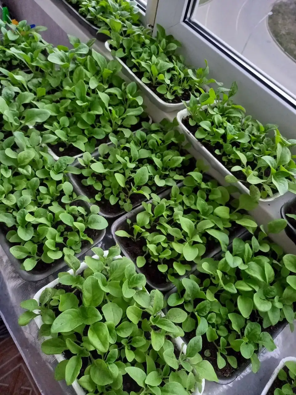 Объявление о покупке/продаже/услугах в Заречном - Услуги в Заречный