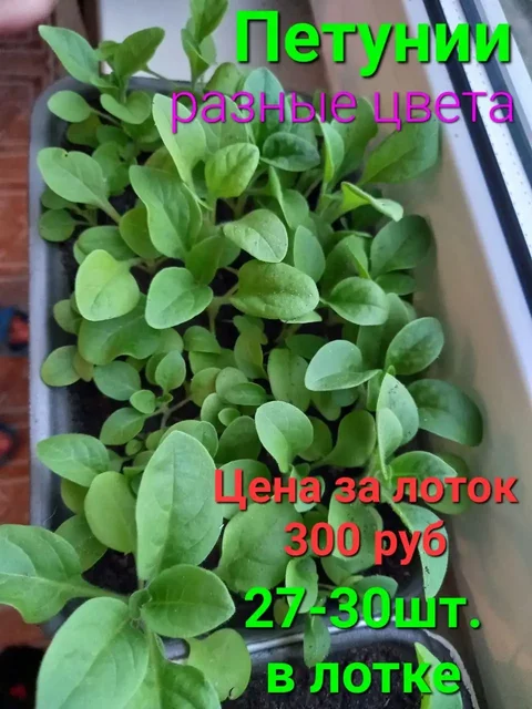 Товар или услуга из Заречного - null в Заречный