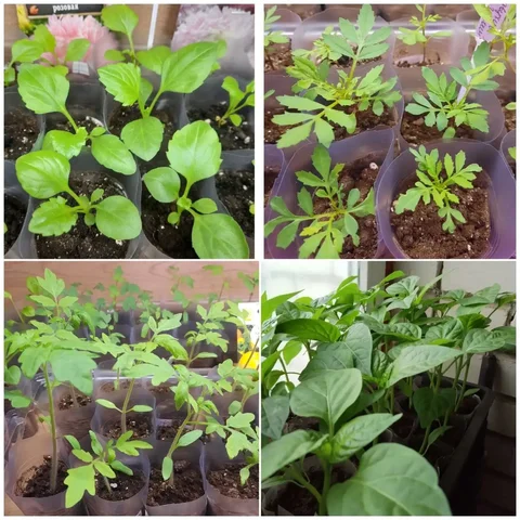 Рассада в стаканчиках - частное объявление в Заречный