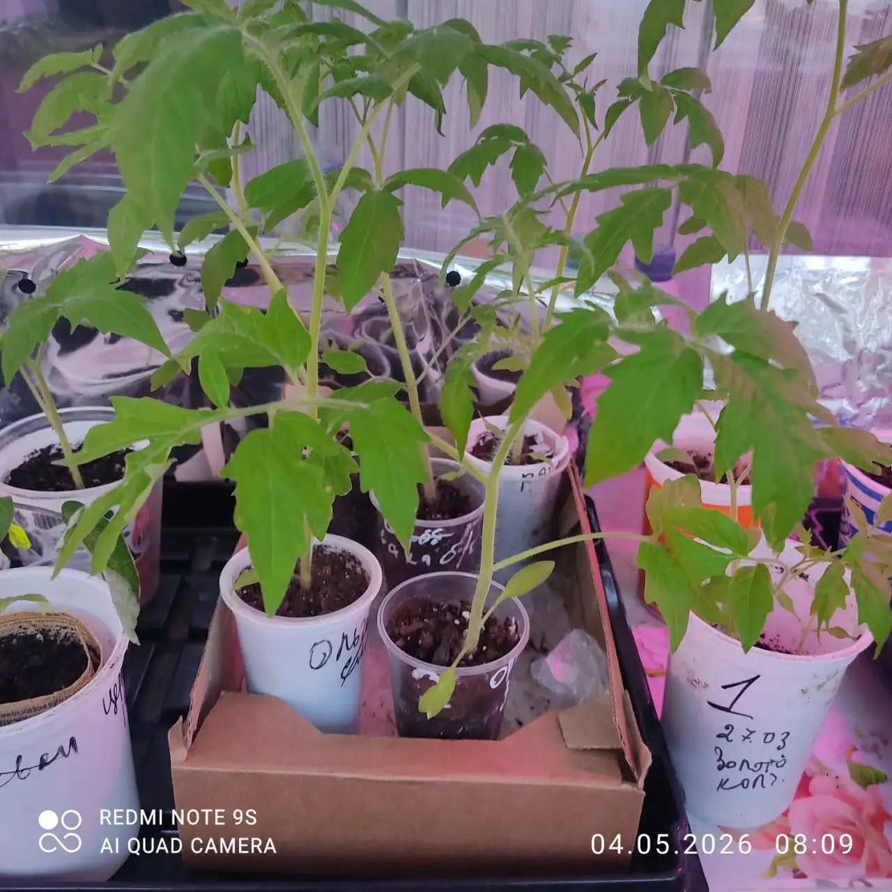Продам рассаду крупноплодных томатов - Растения (Для дома и дачи) в Заречный