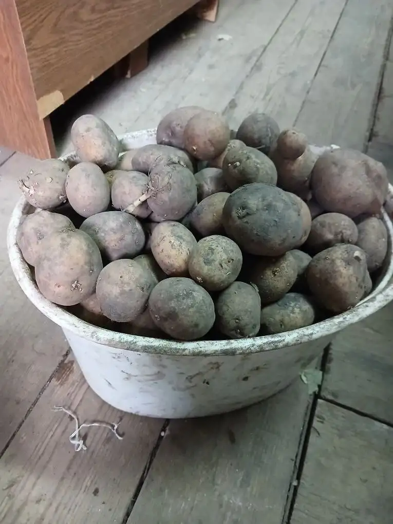 Продам семенной картофель - Семена и рассада (Для дома и дачи) в Заречный