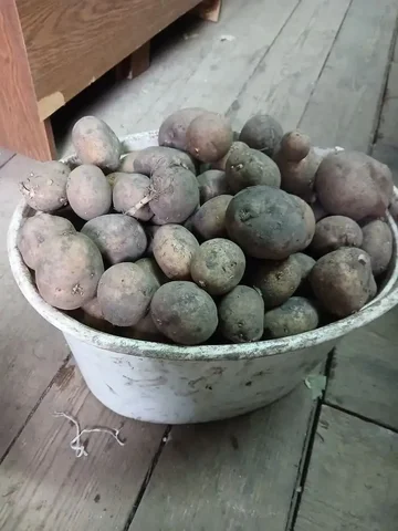 Продам семенной картофель - Чемоданы и сумки в Заречный