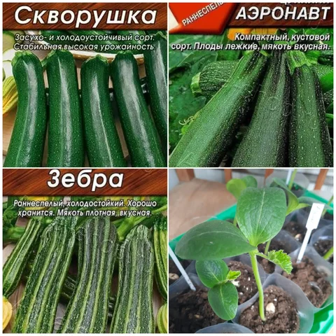 Рассада цукини/кабачков - Для дома и дачи в Заречный