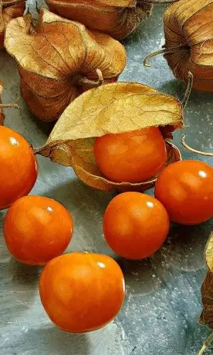 Физалис десертный, рассада - Растения (Хобби и отдых) в Заречный