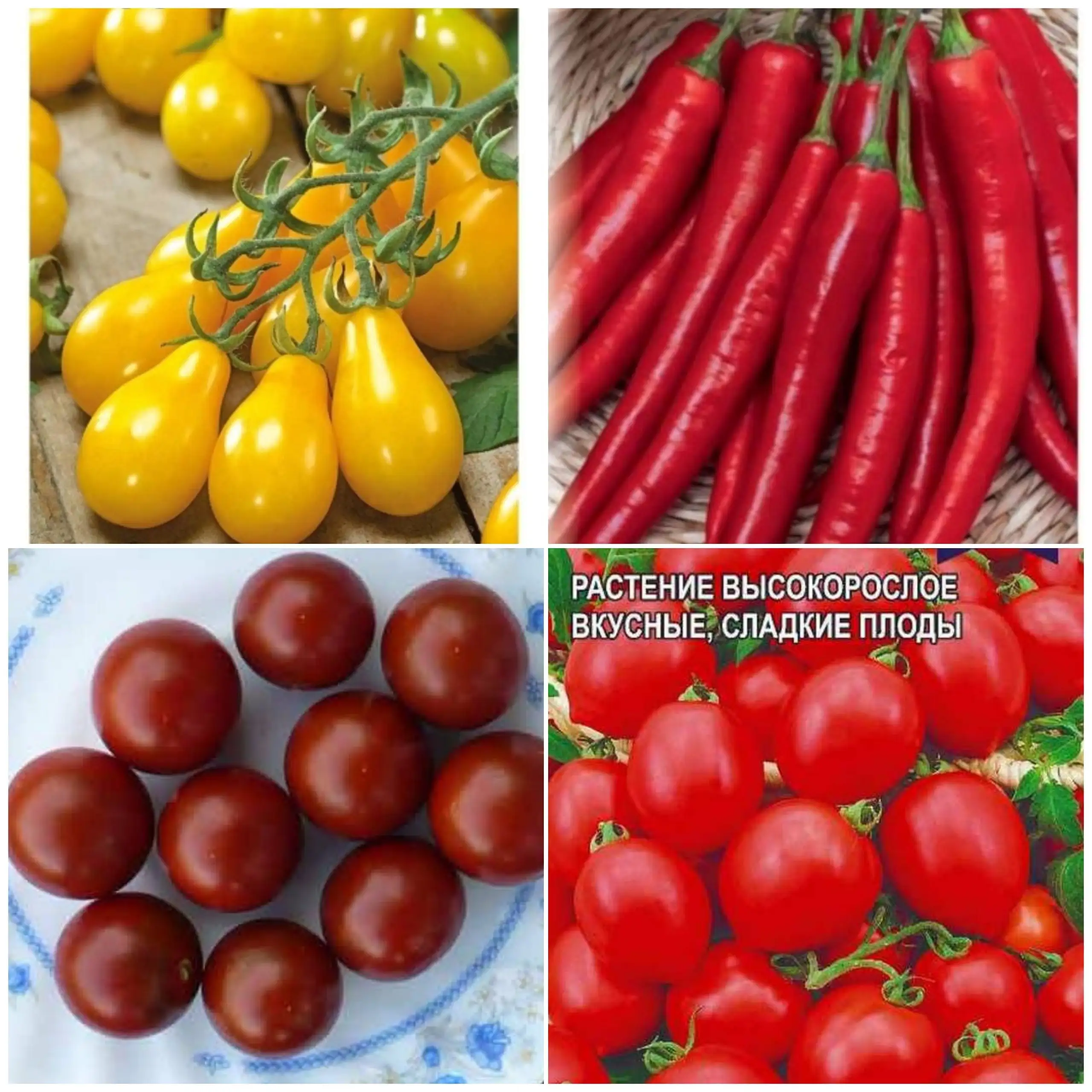 Продажа рассады Черри и перца - Рассада (Для дома и дачи) в Заречный