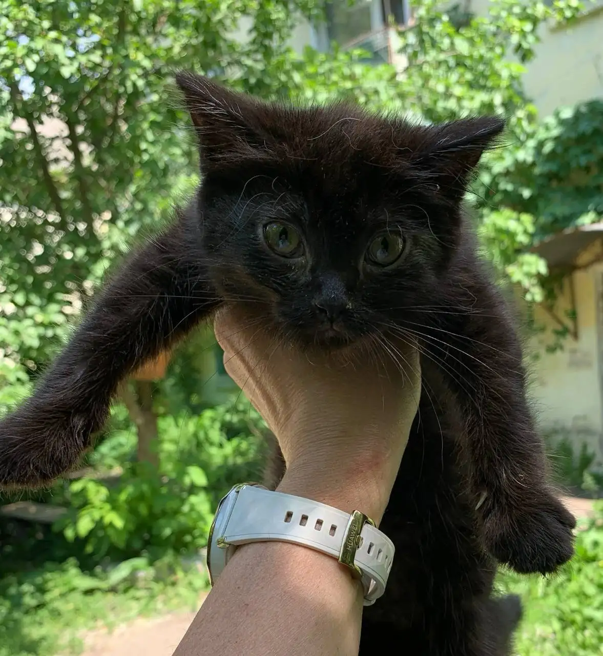 Кошечка в надежные руки - Кошки (Животные) в Заречный