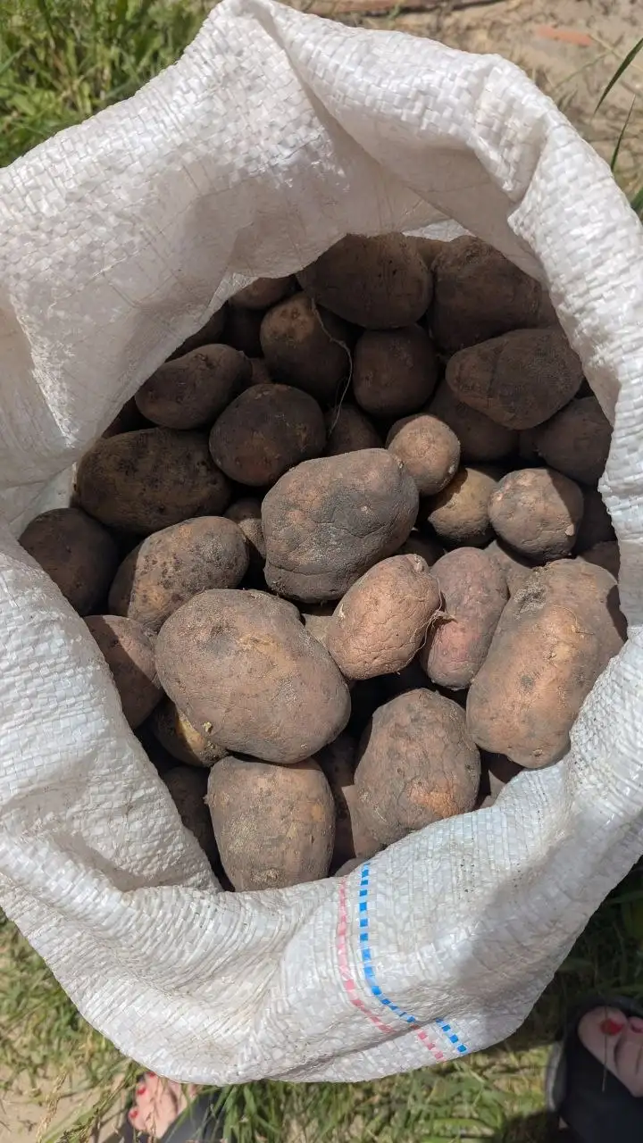 Продажа картофеля мешок (2.5 ведра) за 250 руб - Продукты питания (Для дома и дачи) в Пенза