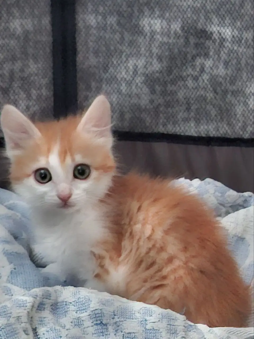 Котёнок ищет дом - Кошки (Животные) в Заречный
