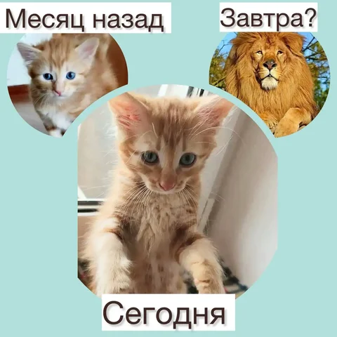 Рыжий котенок ищет дом - частное объявление в Заречный