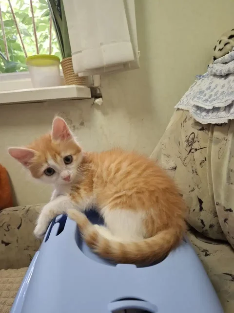 Котята ищут дом - Животные в Заречный