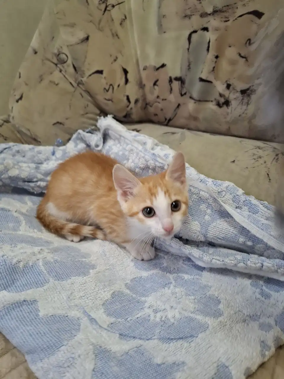 Котята ищут дом - Кошки (Животные) в Заречный
