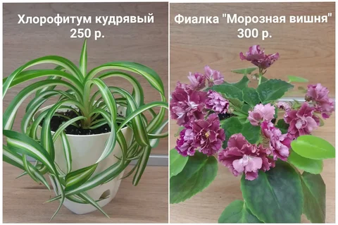 Комнатные растения - хлорофитум и фиалка - Газовое оборудование в Заречный