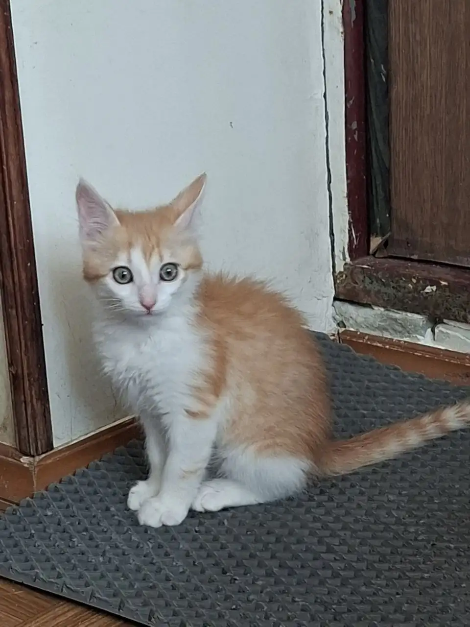 Котята ищут дом - Кошки (Животные) в Заречный
